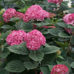 Invincibelle® Ruby Smooth Hydrangea -Greatgardenplants Hydrangea Invincibelle Ruby 6 P