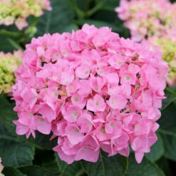 Let's Dance® Blue Jangles® Bigleaf Hydrangea -Greatgardenplants Hydrangea Lets Dance Blue Jangles 4 P