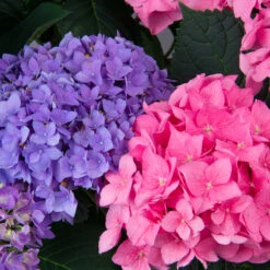 Let's Dance® Rhythmic Blue® Bigleaf Hydrangea -Greatgardenplants Hydrangea Lets Dance Rhythmic Blue 3 P