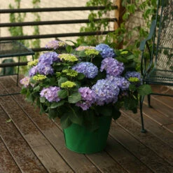 Let's Dance® Rhythmic Blue® Bigleaf Hydrangea -Greatgardenplants Hydrangea Lets Dance Rhythmic Blue 5 P