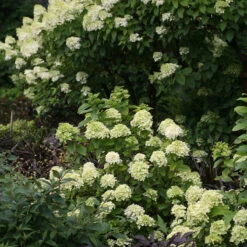 Little Lime® Panicle Hydrangea -Greatgardenplants Hydrangea Little Lime 6 P