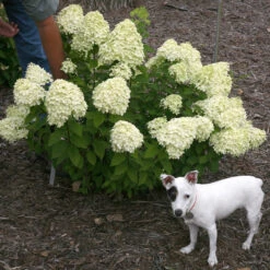 Little Lime® Panicle Hydrangea -Greatgardenplants Hydrangea Little Lime 7 P