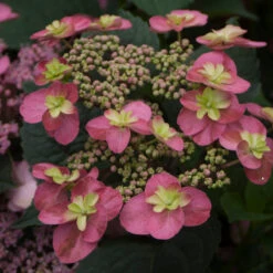 Tuff Stuff™ Red Mountain Hydrangea -Greatgardenplants Hydrangea Tuff Stuf Red 2 P