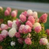 Zinfin Doll® Panicle Hydrangea -Greatgardenplants Hydrangea Zinfin Doll 1 P