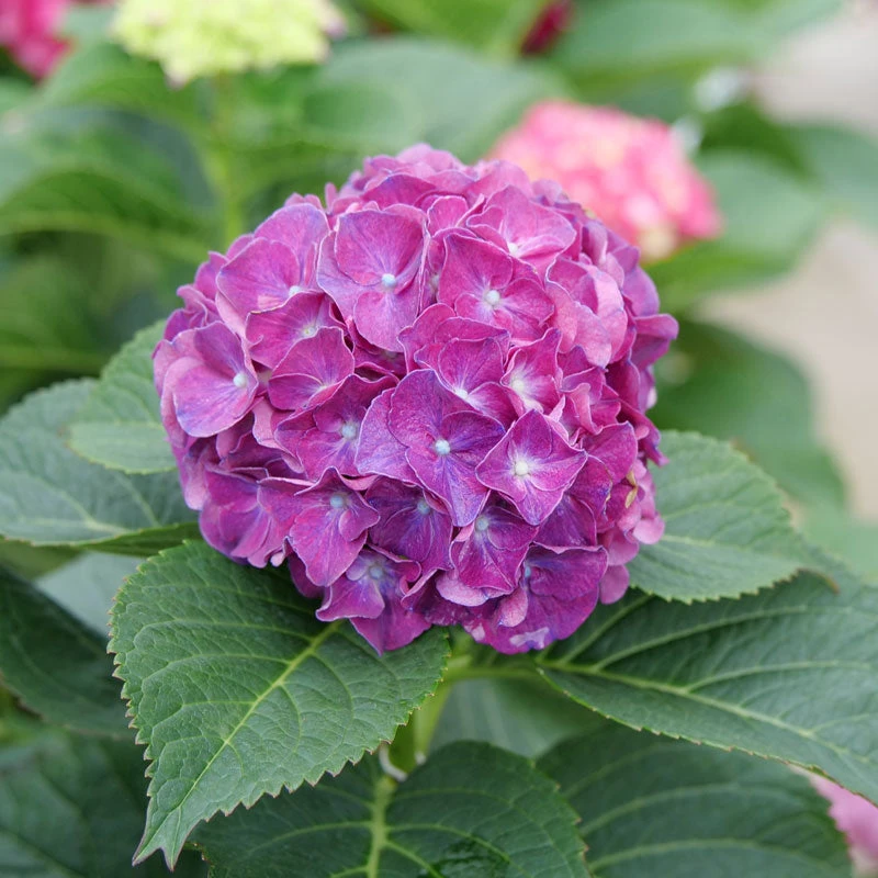 Wee Bit Grumpy® Bigleaf Hydrangea 6 Wee Bit Grumpy® Bigleaf Hydrangea - Image 4
