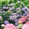 Let's Dance Sky View® Bigleaf Hydrangea -Greatgardenplants HydrangeaLetsDanceSkyViewDSC04083 1080x1080 db49b64