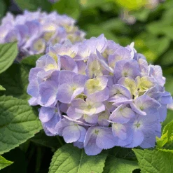 Let's Dance Sky View® Bigleaf Hydrangea -Greatgardenplants HydrangeaLetsDanceSkyViewIMG 7956 1080x1080 353504f