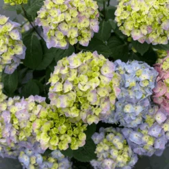 Let's Dance Sky View® Bigleaf Hydrangea -Greatgardenplants HydrangeaLetsDanceSkyViewIMG E1373 1080x1080 8121e61