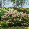 Pinky Winky® Panicle Hydrangea -Greatgardenplants HydrangeaPinkyWinky1