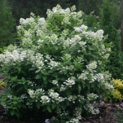 Quick Fire® Panicle Hydrangea