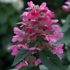 Quick Fire® Panicle Hydrangea 10 Quick Fire® Panicle Hydrangea -Greatgardenplants HydrangeaQuickFire3