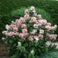 Quick Fire® Panicle Hydrangea 11 Quick Fire® Panicle Hydrangea -Greatgardenplants HydrangeaQuickFire4