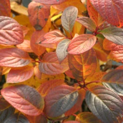 Quick Fire® Panicle Hydrangea 12 Quick Fire® Panicle Hydrangea -Greatgardenplants HydrangeaQuickFire5