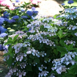 Tiny Tuff Stuff™ Mountain Hydrangea -Greatgardenplants Hydrangea Tiny Tuff Stuff 3P