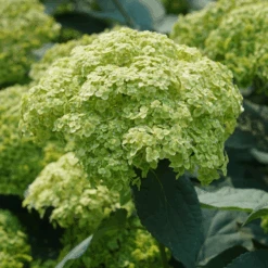 Invincibelle Sublime™ Smooth Hydrangea -Greatgardenplants HydrangeaarborescensInvincibelleSublimeDSC08103 800x800 31b4cad