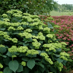Invincibelle Sublime™ Smooth Hydrangea -Greatgardenplants HydrangeaarborescensInvincibelleSublimeP1071887 800x800 8447e3e