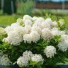 Fire Light Tidbit® Panicle Hydrangea -Greatgardenplants HydrangeapaniculataFireLightTidbitDSC05002 800x800 fb5f99b