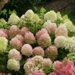 Fire Light Tidbit® Panicle Hydrangea -Greatgardenplants HydrangeapaniculataFireLightTidbitIMG 0114 800x800 d3572ab