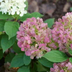 Fire Light Tidbit® Panicle Hydrangea -Greatgardenplants HydrangeapaniculataFireLightTidbitP1106064 800x800 be527ea