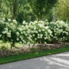 'Limelight' Panicle Hydrangea -Greatgardenplants HydrangeapaniculataLimelightDSC02794 800x800 e07d5e5
