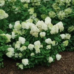 Little Lime Punch® Panicle Hydrangea -Greatgardenplants HydrangeapaniculataLittleLimePunchDSC08373 800x800 121f548