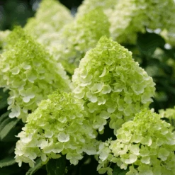 Little Lime Punch® Panicle Hydrangea -Greatgardenplants HydrangeapaniculataLittleLimePunchP1238221 800x800 7a22f7c