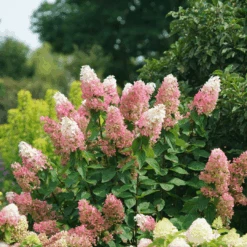 Pinky Winky Prime™ Panicle Hydrangea -Greatgardenplants HydrangeapaniculataPinkyWinkyPrimeDSC05225 1080x1080 e755a22