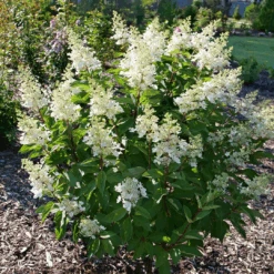 Pinky Winky Prime™ Panicle Hydrangea -Greatgardenplants HydrangeapaniculataPinkyWinkyPrimeP1207514 1080x1080 3463384