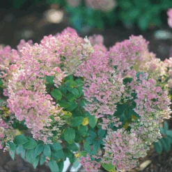 Tiny Quick Fire™ Panicle Hydrangea -Greatgardenplants HydrangeapaniculataTinyQuickFireDSC05449 800x800 b7c6b14