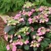 Tuff Stuff Top Fun™ Mountain Hydrangea -Greatgardenplants HydrangeaserrataTuffStuffTopFunP1184758 1080x1080 28807a9
