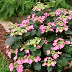 Tuff Stuff Top Fun⢠Mountain Hydrangea