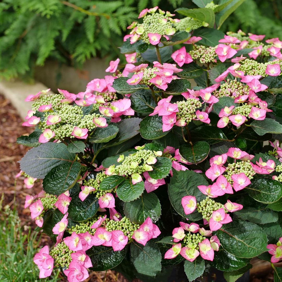 Tuff Stuff Top Fun™ Mountain Hydrangea 3 Tuff Stuff Top Fun™ Mountain Hydrangea