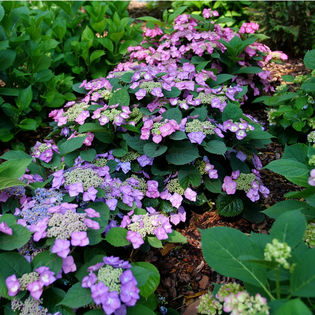 Tuff Stuff Top Fun™ Mountain Hydrangea 6 Tuff Stuff Top Fun™ Mountain Hydrangea - Image 4