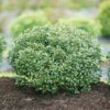 Strongbox® Inkberry Holly -Greatgardenplants Ilex glabra Strongbox 1 P