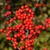 Berry Heavy® Winterberry Holly -Greatgardenplants Ilex verticillata Berry Heavy 2 P 7919e321 bab1 4a63 afbd 02e767a5a607 sw