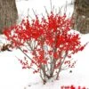 Berry Poppins® Winterberry Holly -Greatgardenplants Ilex verticillata Berry Poppins 1 P 7b50765b 61e8 40b2 8924 7a5d49efafca sw