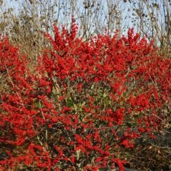 Berry Poppins® Winterberry Holly -Greatgardenplants Ilex verticillata Berry Poppins 6 P 4d74fbf5 874a 4d13 a2c0 0081f811afff sw