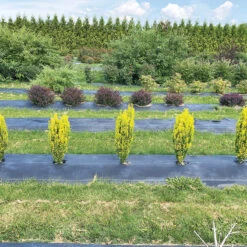 Glow Stick™ Japanese Holly -Greatgardenplants Ilex crenata Glow Stick IMG 1552 4032x3024 3c3502c