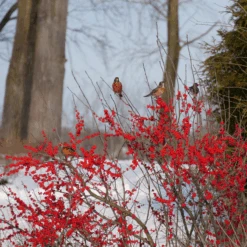 Berry Poppins® Winterberry Holly -Greatgardenplants IlexverticillataBerryPoppinsP1129657 800x800 b51f9ed