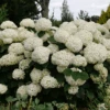 Incrediball Storm Proof™ Smooth Hydrangea -Greatgardenplants IncrediballStormProof SmoothHydrangea 2