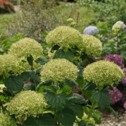 Incrediball Storm Proof™ Smooth Hydrangea 10 Incrediball Storm Proof™ Smooth Hydrangea -Greatgardenplants IncrediballStormProof SmoothHydrangea 3