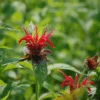 'Jacob Cline' Bee Balm (Monarda)