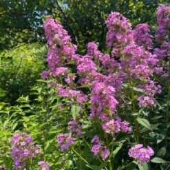 'Jeana' Tall Garden Phlox -Greatgardenplants JeanaGardenPhlox