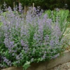 Junior Walker™ Catmint (Nepeta) -Greatgardenplants JuniorWalkerCatmint 2