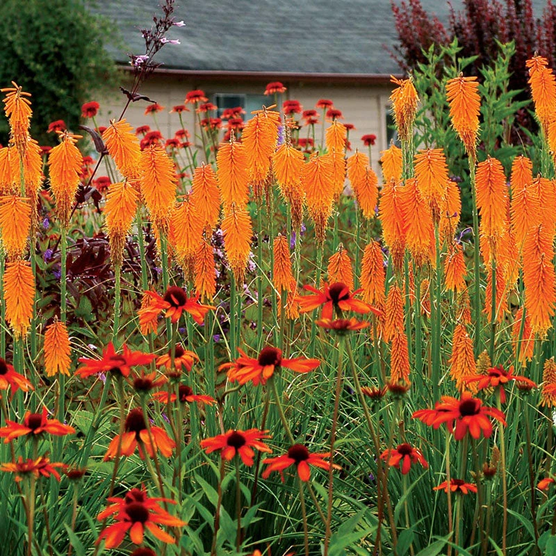 'Mango Popsicle' Red Hot Poker 4 'Mango Popsicle' Red Hot Poker - Image 2