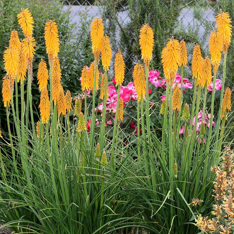 'Mango Popsicle' Red Hot Poker 3 'Mango Popsicle' Red Hot Poker