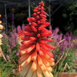 'Orange Vanilla Popsicle' Red Hot Poker -Greatgardenplants Kniphofia Orange Vanilla Popsicle 6