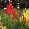 'Redhot Popsicle' Red Hot Poker -Greatgardenplants Kniphofia Redhot Popsicle 1