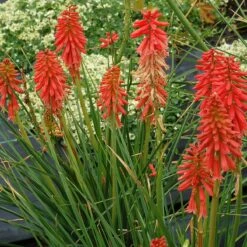 'Redhot Popsicle' Red Hot Poker -Greatgardenplants Kniphofia Redhot Popsicle 4