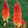 Pyromania™ 'Backdraft' Red Hot Poker -Greatgardenplants Kniphofia Backdraft 1 P